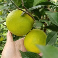 廣西紐赫爾臍橙 無(wú)核橙子 當(dāng)季水果現(xiàn)摘6/10斤甜橙子
