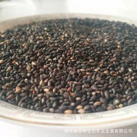 廠家現(xiàn)貨黑芝麻黑色五谷粗糧量大價(jià)低溫烘焙熟五谷