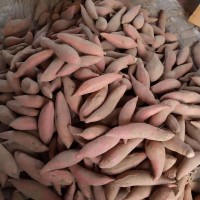 山東煙薯25 大量?jī)?chǔ)存批發(fā)零售50斤一箱