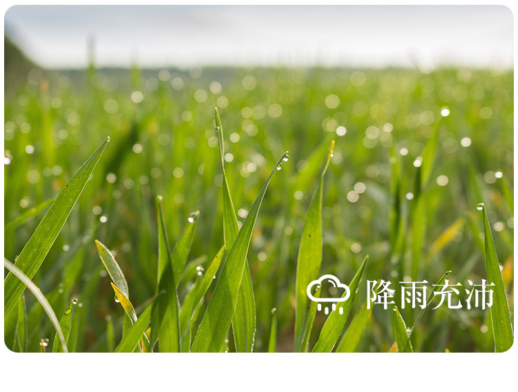 黑豆_11.jpg