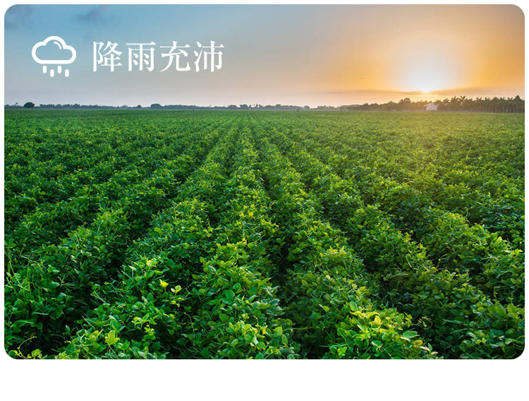 綠豆_11.jpg
