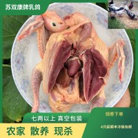 批發(fā)蘇雙康牌凍鴿子肉食用農(nóng)家散養(yǎng)活體現(xiàn)殺肉鴿子新鮮鴿子肉乳鴿
