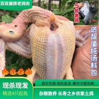 蘇雙康?老鴿子肉煲湯農(nóng)家養(yǎng)殖現(xiàn)殺草鴿子5年大肉鴿順豐冰鮮 到家