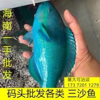 青衣魚斤妾魚鳑魮魚豬齒魚青衣寒鯛青石斑魚鮮嫩多種隨機發(fā)