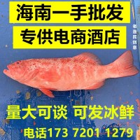 深海東星斑鮮活速凍海南東星斑水產(chǎn)石斑魚(yú)酒店商業(yè)供應(yīng)