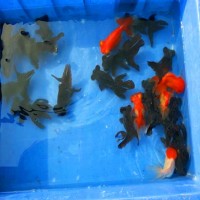 6~8cm規(guī)格觀賞魚金魚批發(fā) 金魚活體冷水魚魚苗批發(fā)求購供應(yīng)