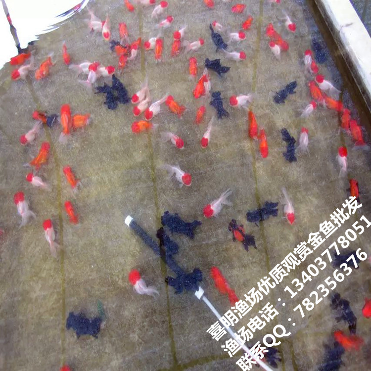 高檔金魚1
