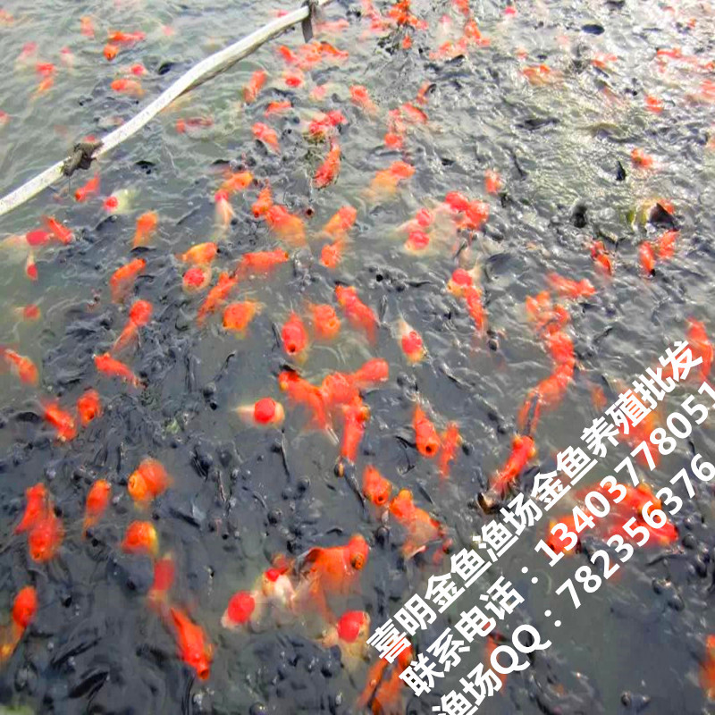 當(dāng)歲金魚1