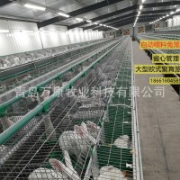 自動(dòng)喂料養(yǎng)殖兔子籠具設(shè)備單層繁育兔籠歐式籠具