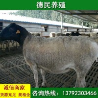 大量出售杜泊綿羊 小尾寒羊 肉羊多少錢一只價格
