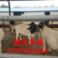 純種杜泊綿羊母羊價格 哪里有賣純種杜泊綿羊的嗎