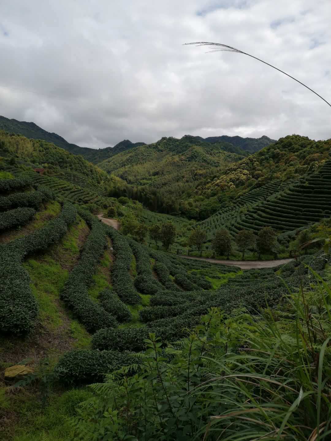 茶園5