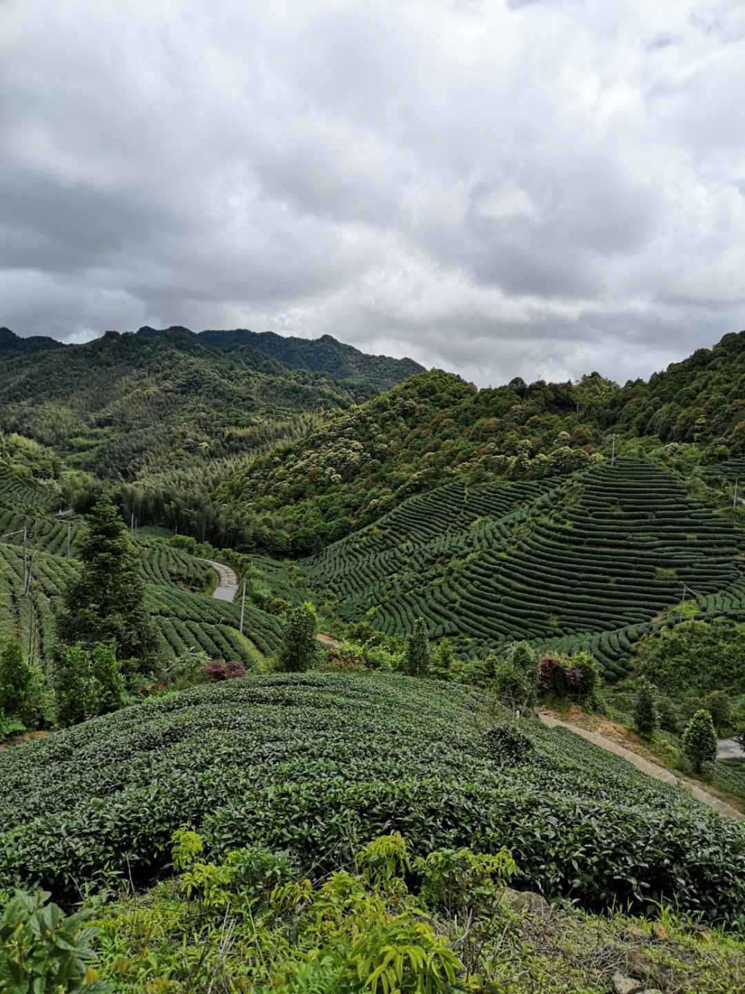 茶園3