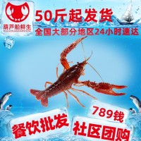 789錢湖南湖北武漢清水活體小龍蝦肉苗水產新鮮龍蝦養(yǎng)殖基地海鮮