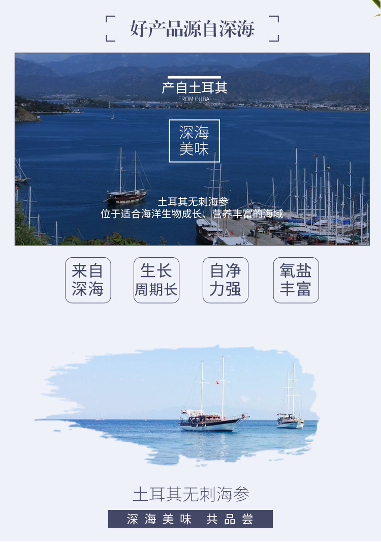 土耳其無(wú)刺海參_02