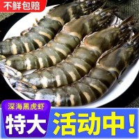 黑虎蝦【特大】新鮮海蝦老虎大鮮活大蝦斑節(jié)草蝦九節(jié)海鮮一件代發(fā)