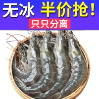 大蝦批發(fā)青島鮮活冷凍大海蝦新鮮海捕青蝦海鮮白蝦對蝦非基圍蝦