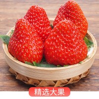 草莓新鮮現(xiàn)摘奶油草莓甜草莓大草莓孕婦寶寶水果大果應(yīng)季水果批發(fā)