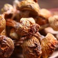 一手貨源批發(fā)云南特產(chǎn)松茸菌 巴西菇食用姬松茸2斤起批量大從優(yōu)