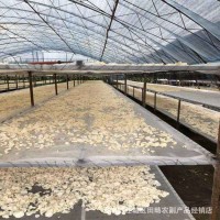 菌菇干貨白玉木耳散裝白木耳新品產(chǎn)地直發(fā)大量供應(yīng)玉木耳