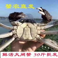 湖北洪湖大閘蟹30斤50斤60斤批發(fā) 鮮活現(xiàn)貨螃蟹河蟹產(chǎn)地餐館供貨