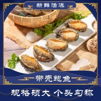 鮑魚(yú)哥原殼帶肚活凍鮑魚(yú)新鮮冷凍大鮑小鮑 佛跳墻食材