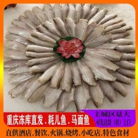 單凍魚9斤扒皮魚剝皮魚酒店食材火鍋燒烤中餐干鍋馬面魚耗兒魚