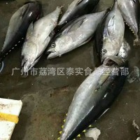 歡迎預定冰鮮黃鰭金槍魚 印尼黃鰭大目金槍魚 15-100KG每條