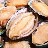 批發(fā)帶殼去內(nèi)臟冷凍鮑魚(yú)400g 8頭 10頭 12頭熟凍鮑魚(yú) 火鍋鮑