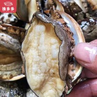 海鮮鮮活 帶殼鮑魚(yú)4頭5頭6頭/斤規(guī)格齊全福建東山產(chǎn)地貨源 批發(fā)