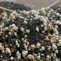 新茶茉莉花茶 廣西橫縣茉莉綠茶500克奶茶花香茶葉廠家貨源
