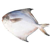 寧波象山東海新鮮白鯧魚 冰凍水產(chǎn)小鯧魚60/80規(guī)格 廠家直供現(xiàn)貨