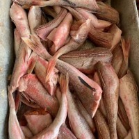 冷凍紅娘魚60-100g 去頭去肚 5公斤一箱
