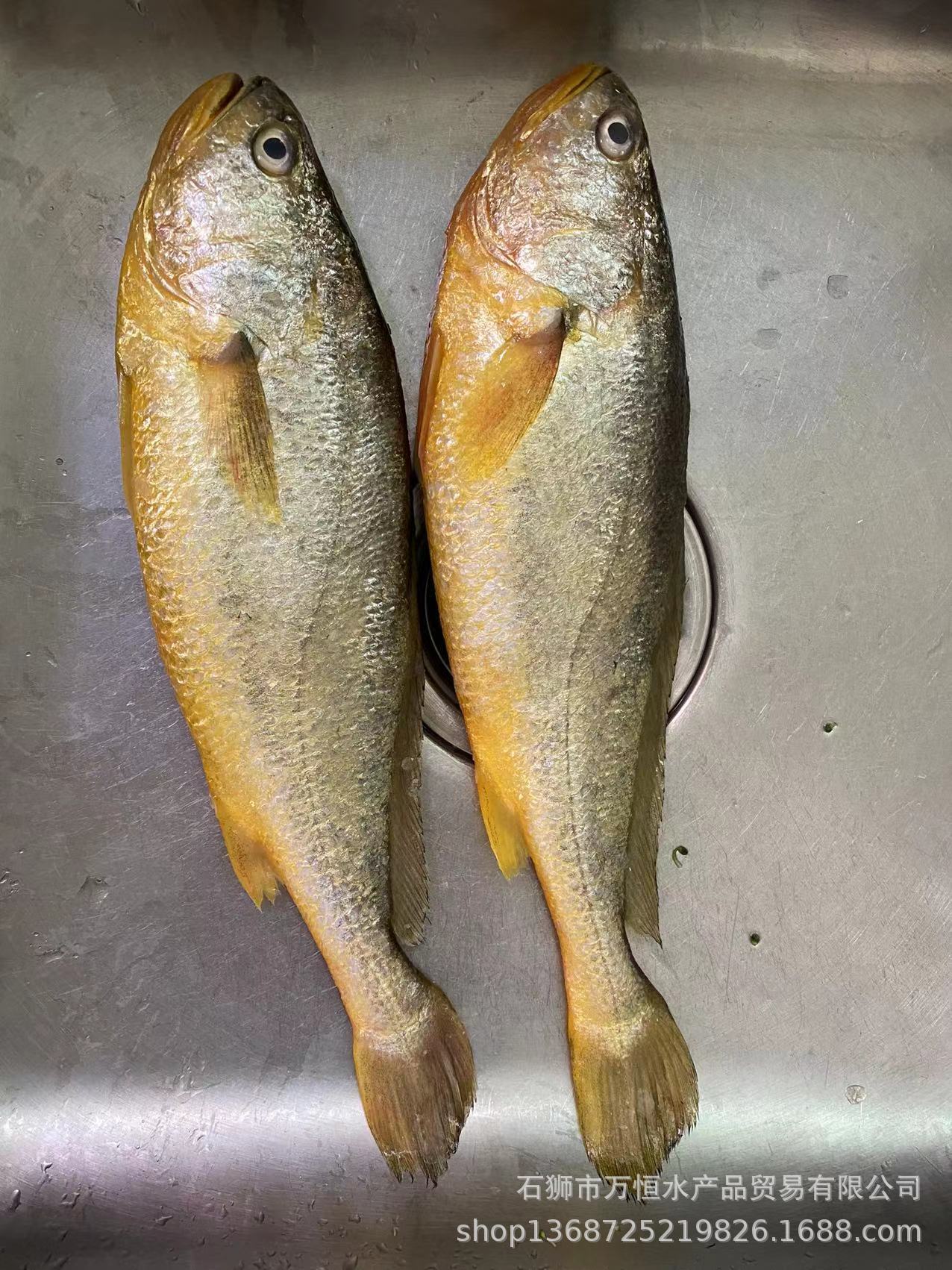 大黃花魚(yú)-1