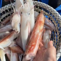 福建東山島 手釣大管 魷魚(yú) 槍魷魚(yú) 海鮮冰凍水產(chǎn) 團(tuán)購(gòu) 批發(fā) 代發(fā)
