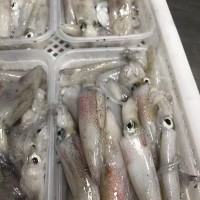 東山小管 活凍魷魚 小魷魚 一口管 海兔新鮮速凍 團購一件代發(fā)