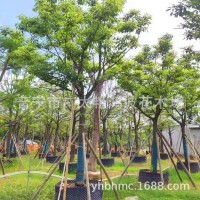 廣東園林工程綠化香樟樹苗香樟大樹假植苗喬木灌木風景樹行道樹苗