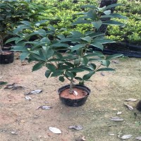 供應(yīng)：福建花卉 永?；ɑ?青青花卉 綠化苗 桂花苗 桂花樹