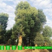 苗圃直供 香樟 精品香樟樹(shù) 香樟大樹(shù) 多桿香樟 量大價(jià)優(yōu)