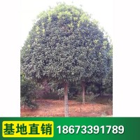 基地 丹桂苗木 庭院陽臺桂花樹苗 四季桂花 桂花盆栽地栽苗