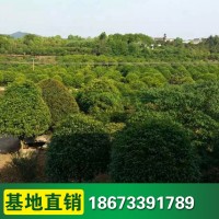 綠化工程苗木 桂花苗 八月桂 桂花樹 品種齊全 桂花樹苗