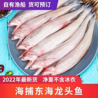 2022新貨新鮮冷凍龍頭魚豆腐魚九肚魚 水潺批發(fā) 燒烤食材順豐發(fā)貨