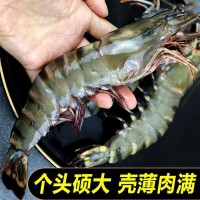 鹽凍大蝦批發(fā)大新鮮黑虎蝦鮮活海捕斑節(jié)蝦海鮮海蝦草蝦蝦廠家直銷