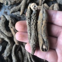 小茄參海茄子參地瓜參批發(fā)淡黃皮參70頭9.8成干 水發(fā)干貨海參批發(fā)