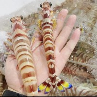Ⅸ【食材供應(yīng)】竹節(jié)蝦斑節(jié)蝦刺身蝦黑虎蝦大明蝦九節(jié)蝦非鮮活海蝦