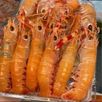 Ⅹ【食材供應(yīng)】深海螯蝦刺身龍蝦日料蝦餐飲批發(fā)零售非新西蘭螯蝦