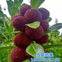 楊梅樹苗盆栽南北方種植果樹苗四季當年結(jié)果晚稻楊梅小苗包郵