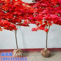 批發(fā)紅楓樹苗日本美國(guó)紅楓小苗中國(guó)紅四季紅南北方種植盆栽紅舞姬