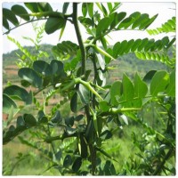 大量批發(fā)皂角樹苗1公分2公分3公分皂莢樹苗價格行道風景防護綠化