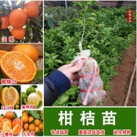 沃柑苗嫁接苗當(dāng)年結(jié)庭院盆栽紅江橙皇帝柑桔金葵金秋沙糖桔果樹苗